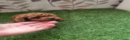 Raza Mixta perros en venta: Caniche - Anuncio 2