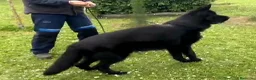 Pastor Alemán perros en venta: Pastor alemán negro sólido  en Burgos - Anuncio 5