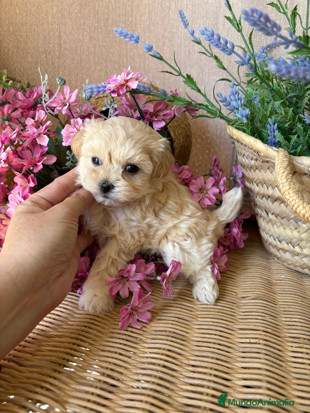 Maltipoo perros en venta: Maltipoo Tacita de Té  - Imagen 5