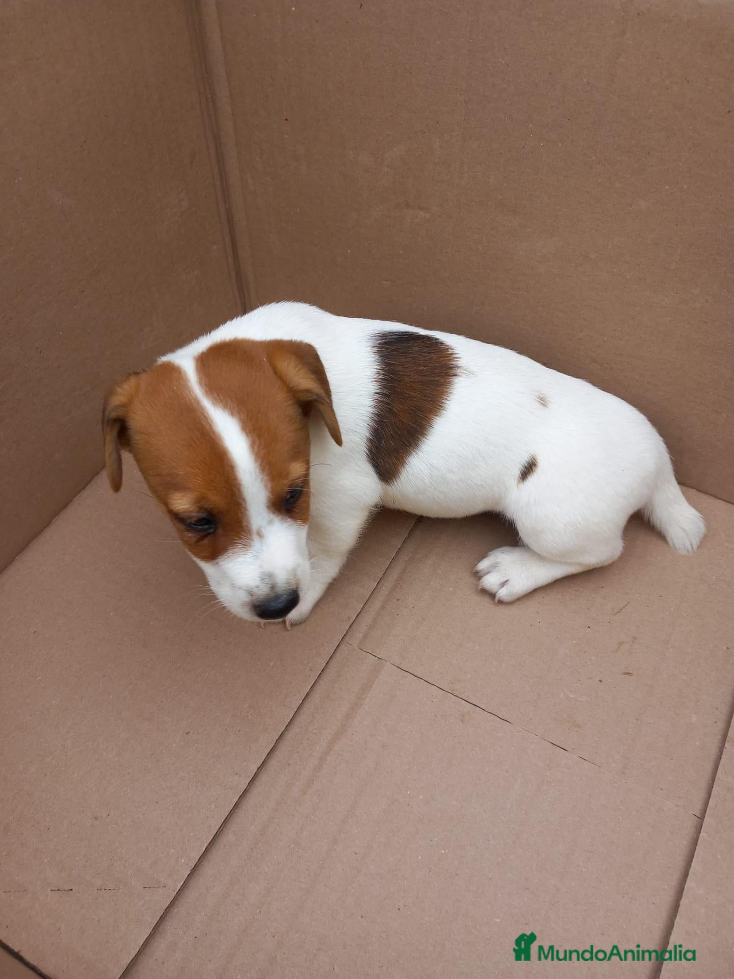 Jack Russell Terrier perros en venta: Jack Russell terrier  - Anuncio 3