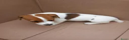 Jack Russell Terrier perros en venta: Jack Russell terrier  - Anuncio 1