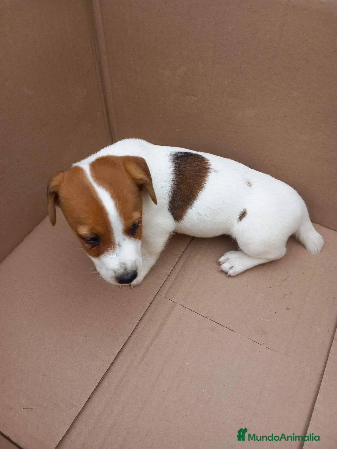 Jack Russell Terrier perros en venta: Jack Russell terrier  - Anuncio 1