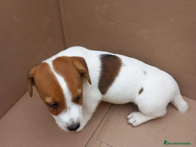 Jack Russell Terrier perros en venta: Jack Russell terrier - Anuncio 2