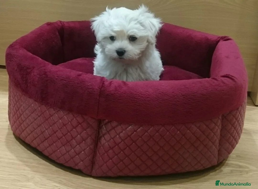 Bichón Maltés perros en venta: Bichón Maltés bebes en Barcelona - Anuncio 5