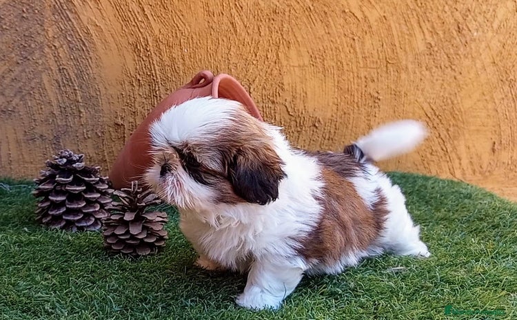 Shih Tzu perros - Anuncio 11