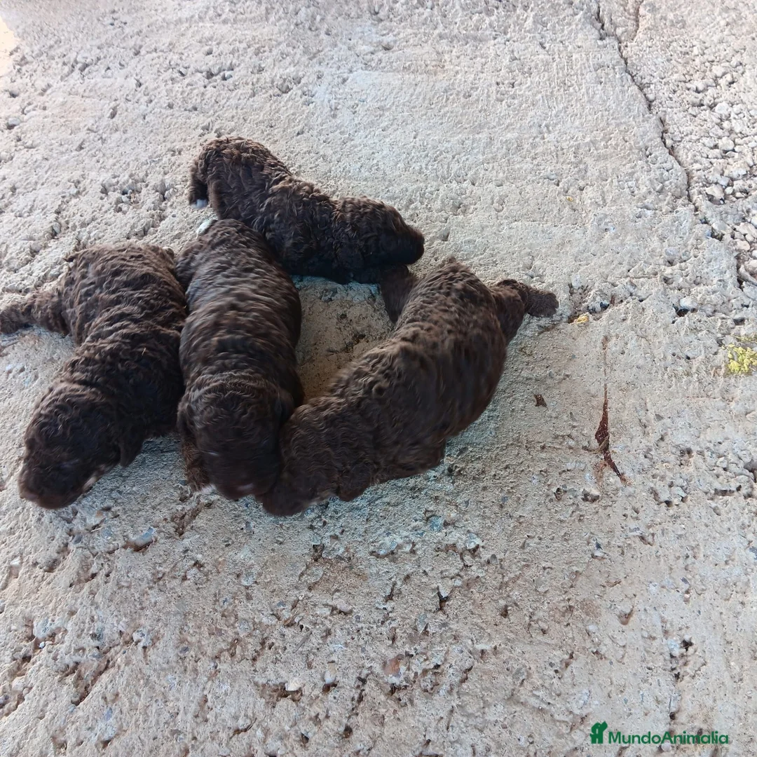 Perro de Agua Español perros en venta: Perro de agua chocolate  - Anuncio 2