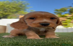 Cocker Spaniel Inglés perros en venta: COCKER SPANIEL INGLES - Imagen 13