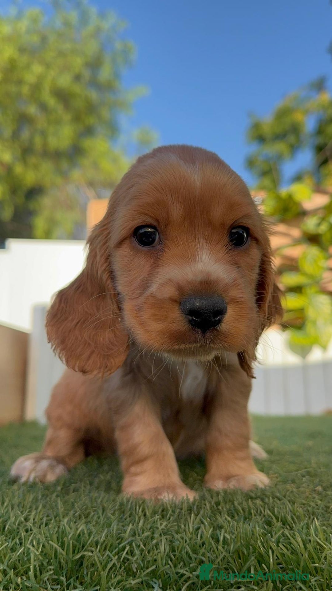 Cocker Spaniel Inglés perros en venta: COCKER SPANIEL INGLES - Imagen 13
