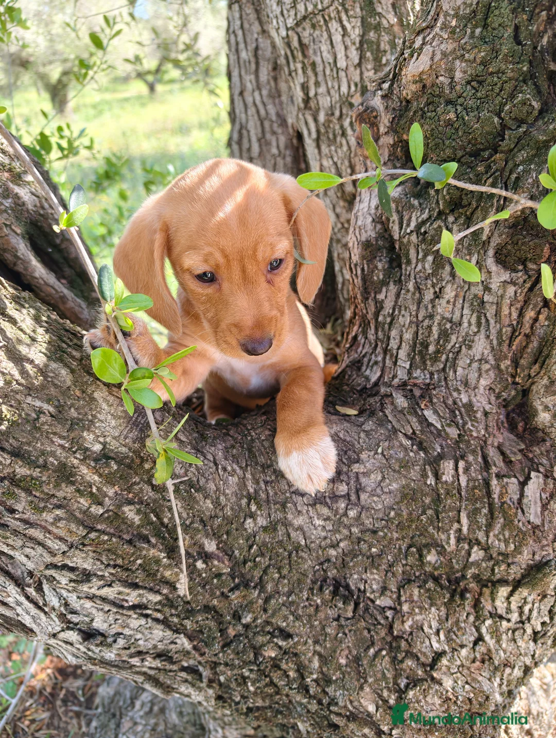 Teckel Miniatura perros en venta: Teckel kanichen hembra dorada  - Anuncio 2