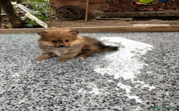 Pomerania perros en venta: camadas de pomerania  - Imagen 4