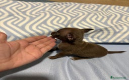 Chihuahua perros en venta: EXCLUSIVO CHIHUAHUA MICRO RUSO - Anuncio 1