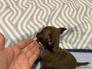 Chihuahua perros EXCLUSIVO CHIHUAHUA MICRO RUSO - Anuncio 5