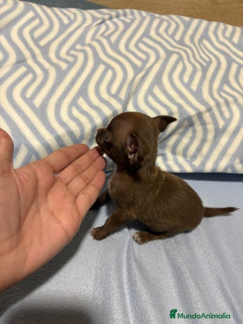 Chihuahua perros EXCLUSIVO CHIHUAHUA MICRO RUSO - Anuncio 4