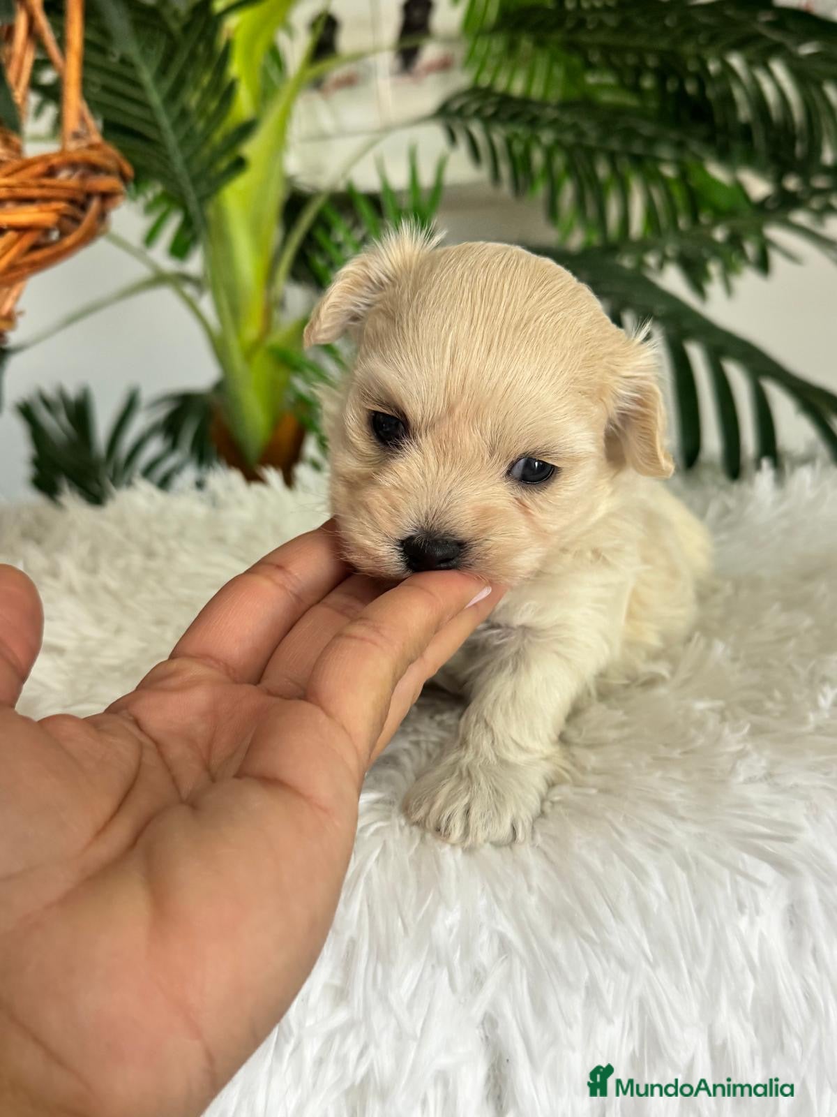 Maltipoo perros en venta: MALTIPOO HEMBRA - Anuncio 7