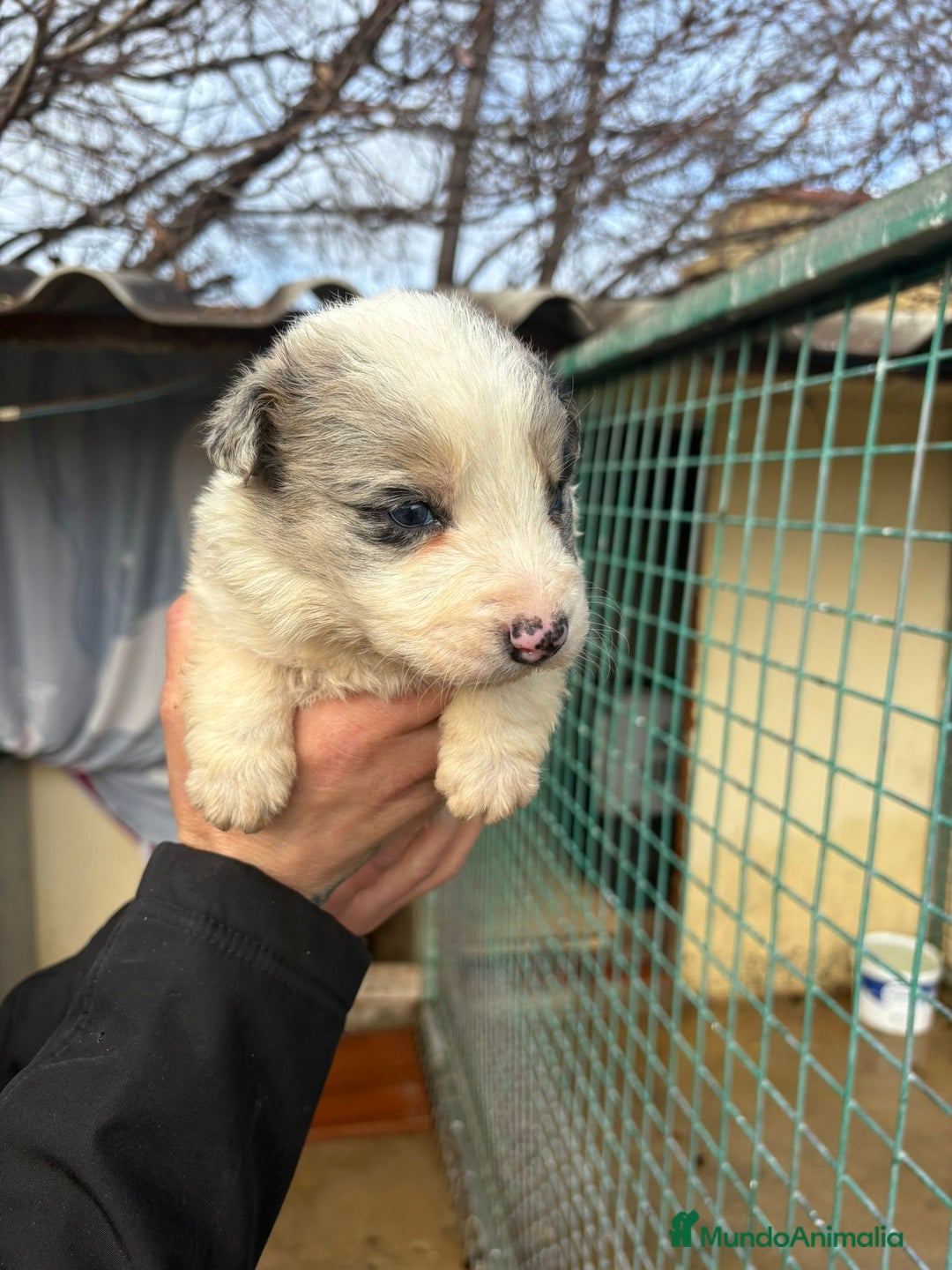 Border Collie perros en venta: Cachorro macho border collie merle  - Anuncio 14
