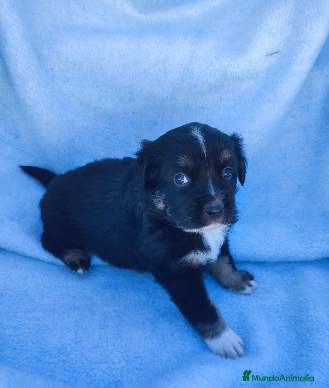 Pastor Miniatura Americano perros en venta: Pastor Americano  - Anuncio 10