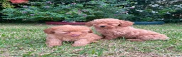 Caniche Mediano perros en venta: Caniche rojo/apricor - Anuncio 3