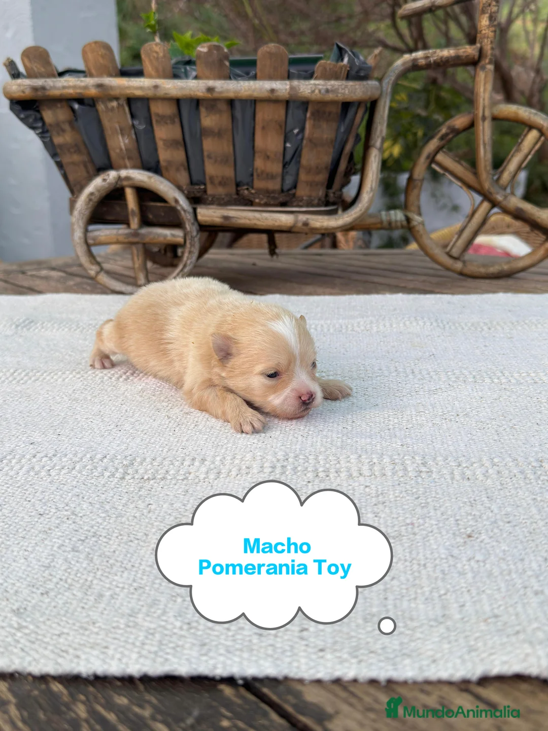 Pomerania perros en venta: Pomerania lulu Toy chatos y peludos bebes  - Anuncio 2