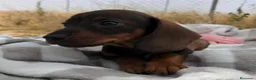 Teckel Miniatura perros en venta: Cachorros de Teckel Mini - Anuncio 6