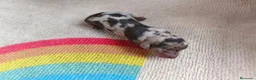 Teckel Miniatura perros en venta: TECKELS MINIATURAS PRECIOSA CAMADA  - Anuncio 6