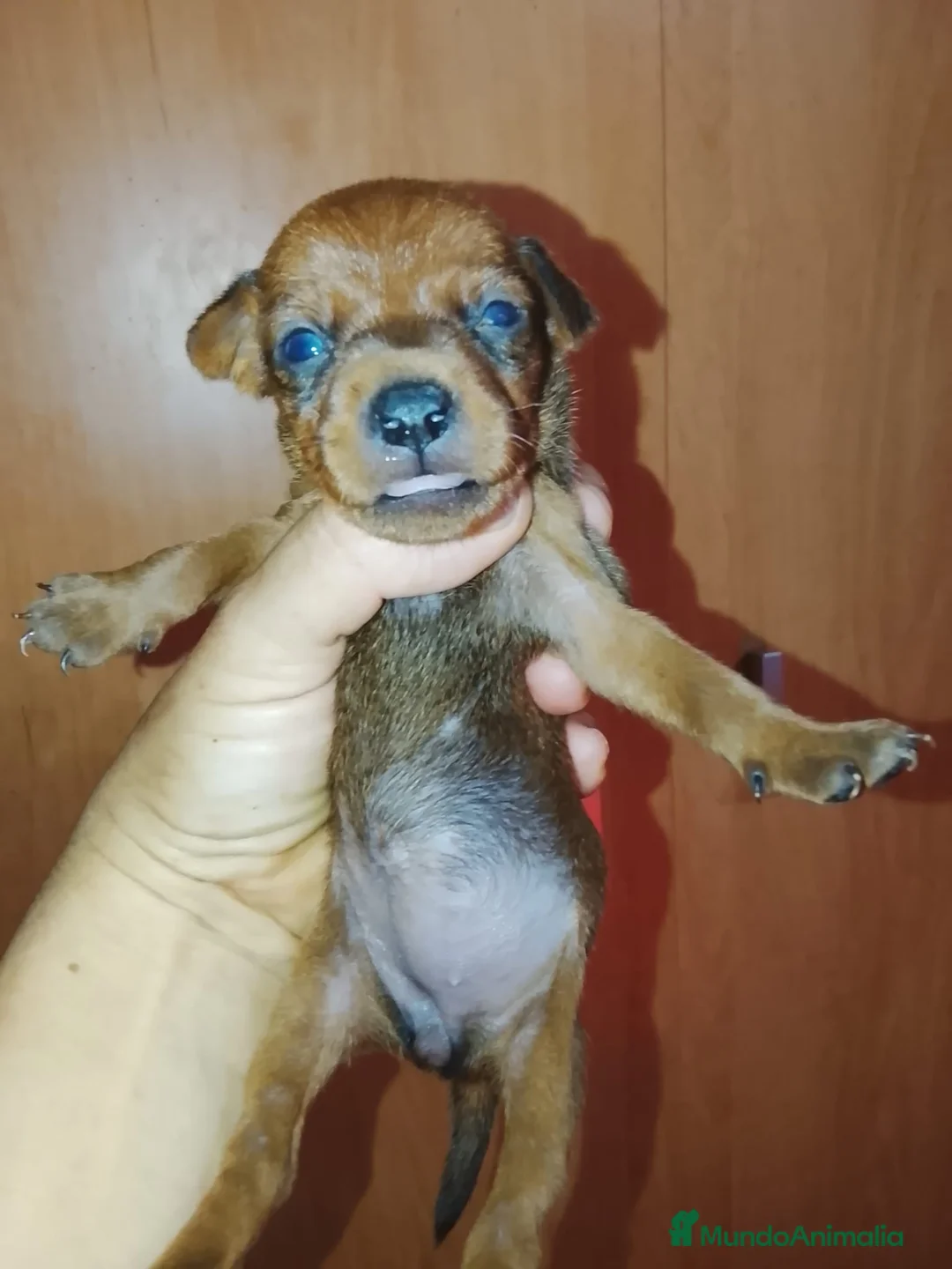 Pinscher Miniatura perros en venta: Mini pinche Rojo  - Anuncio 2