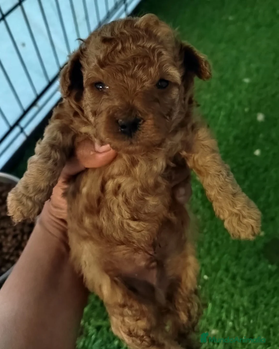 Caniche Toy perros en venta: Caniche rojo toy - Anuncio 1