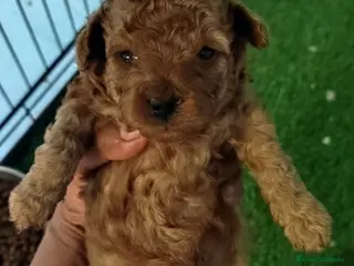 Caniche Toy perros Caniche rojo toy - Anuncio 22