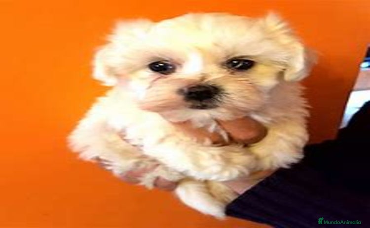 Bichón Maltés perros - Propaganda 14