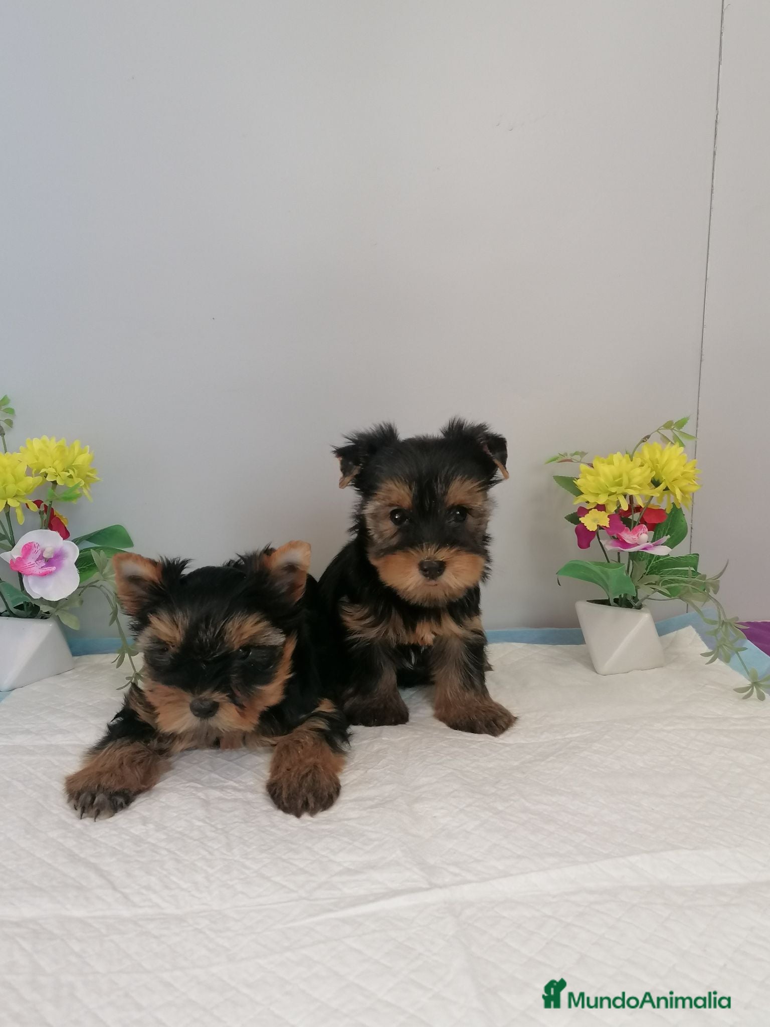 Yorkshire Terrier perros Preciosa camada de yorshire  - Anuncio 1