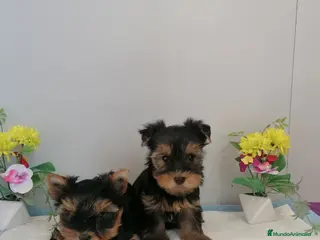 Yorkshire Terrier perros Preciosa camada de yorshire - Anuncio 3