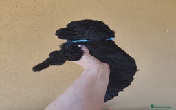 Perro de Agua Español perros en venta: Perros de agua en Segovia - Imagen 3