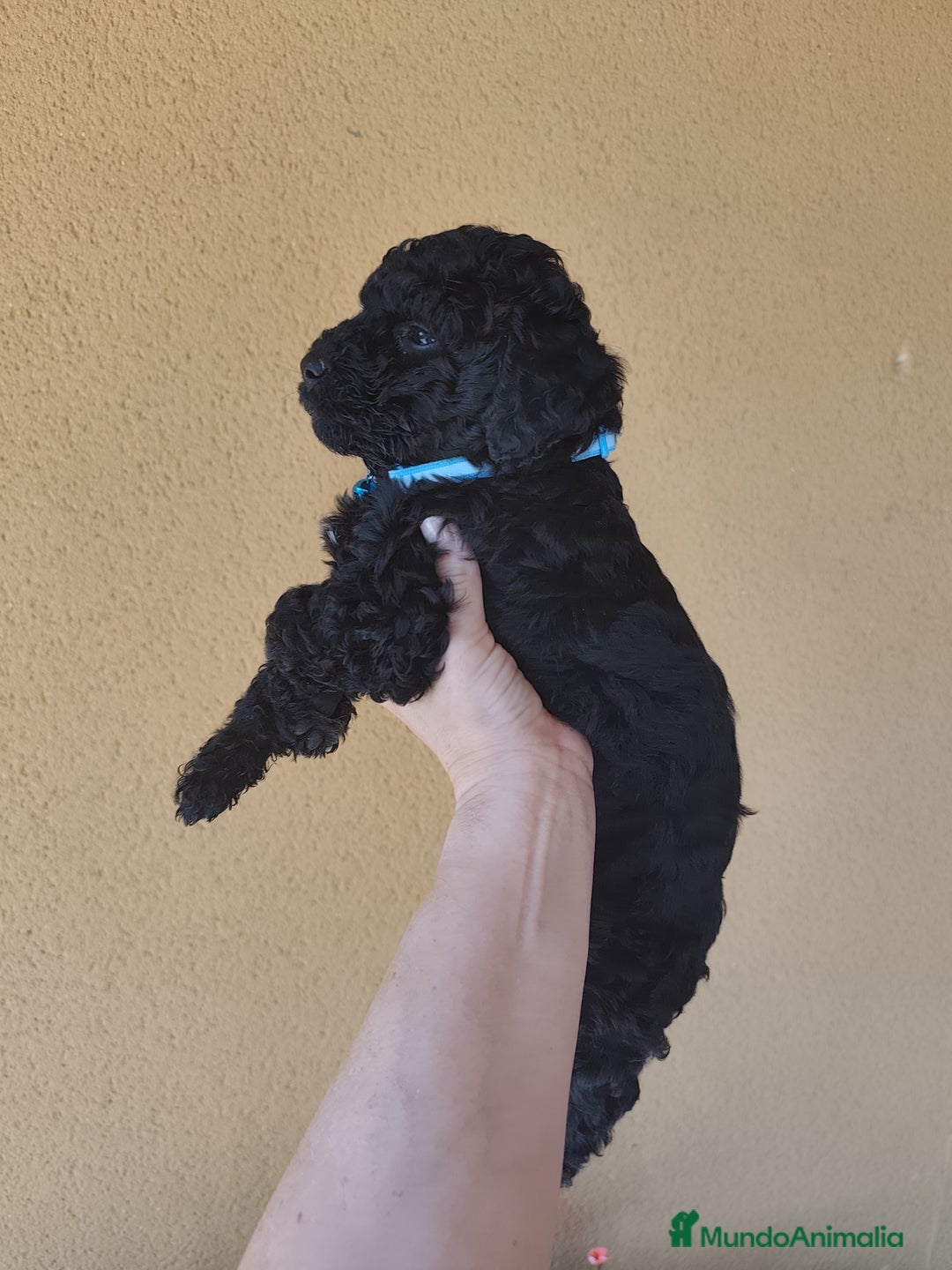 Perro de Agua Español perros en venta: Perros de agua en Segovia - Imagen 3