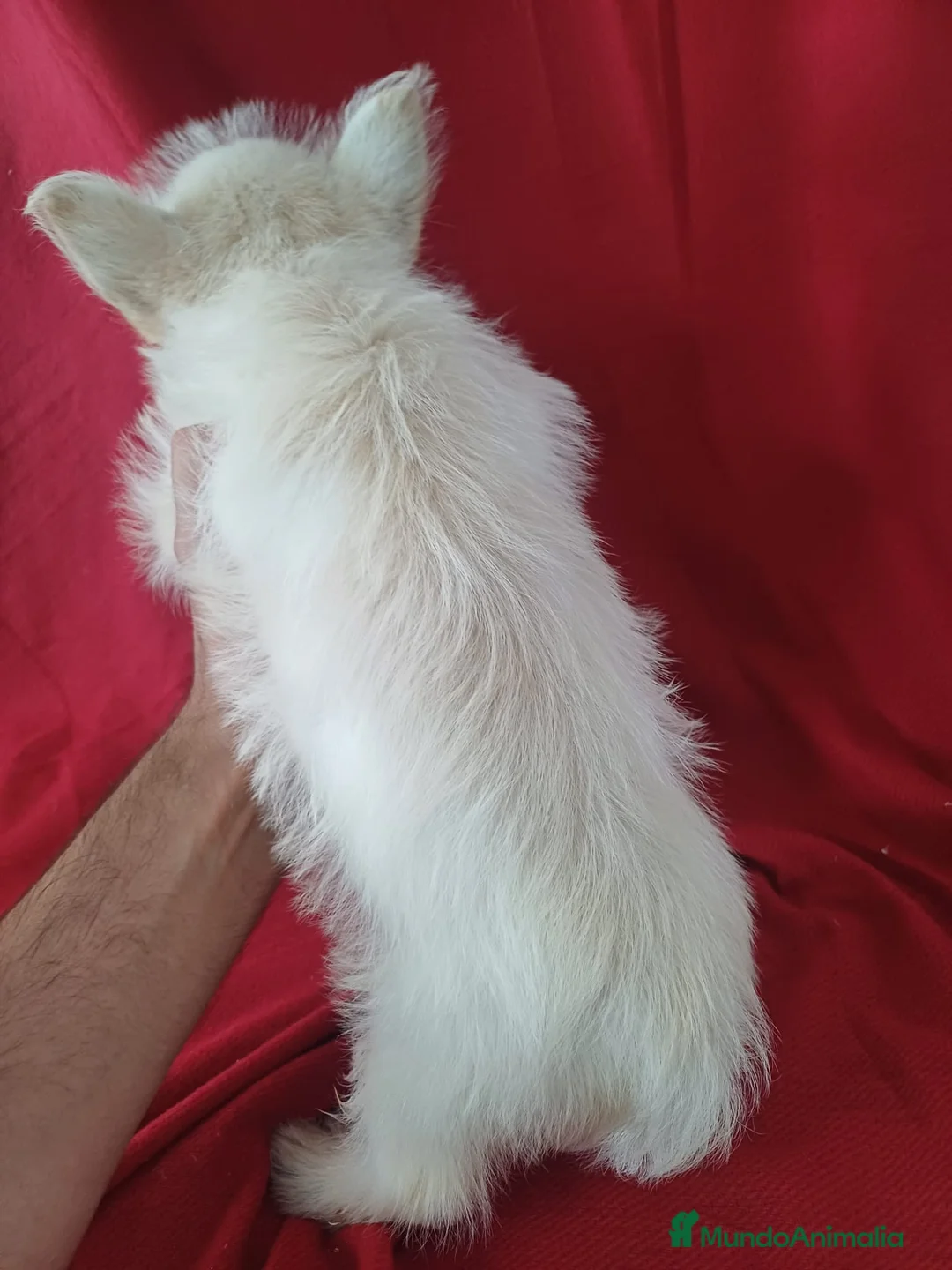 West Highland White Terrier perros en venta: Westy  - Anuncio 4