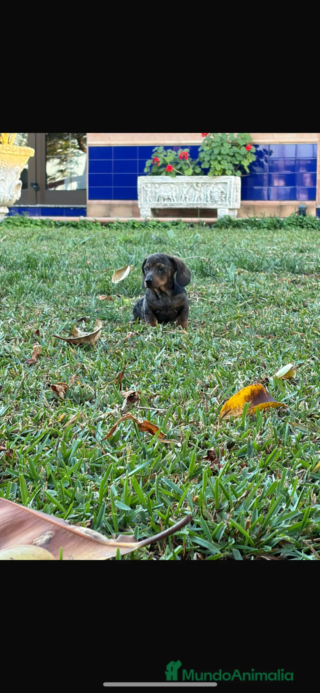 Teckel perros en venta: Teckel mini merle - Anuncio 2