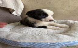 Border Collie perros en venta: Última hembra border collie - Anuncio 5