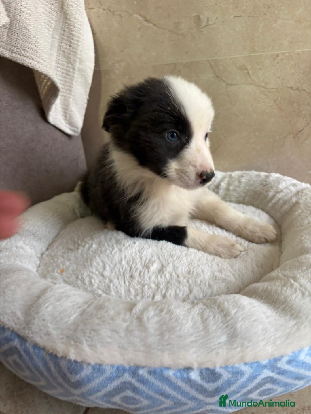 Border Collie perros en venta: Última hembra border collie - Anuncio 5