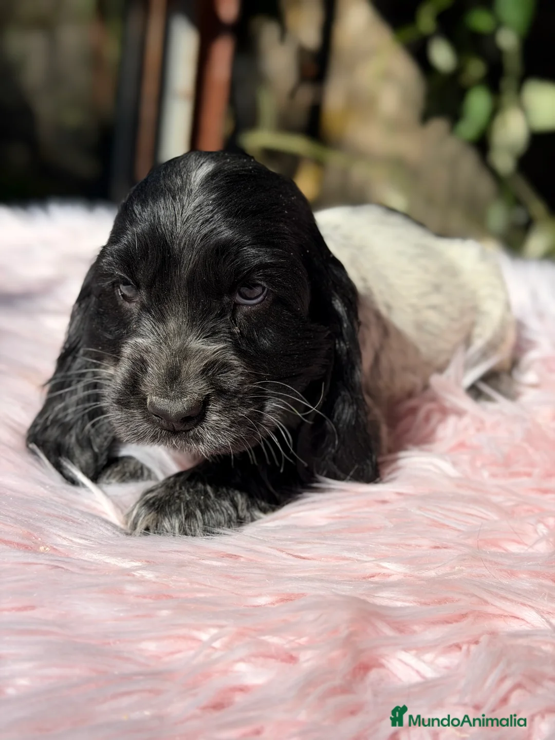 Cocker Spaniel Inglés perros en venta: Cocker ruano hembra  - Anuncio 3