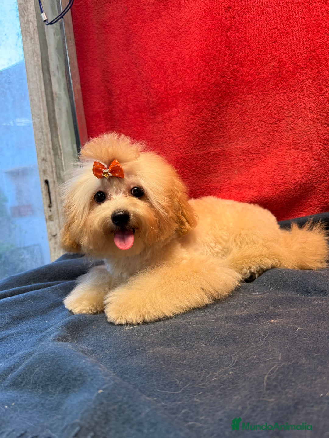 Shihpoo perros en venta: Preciosos Cachorritos  ShihPoo en Villarta - Imagen 3