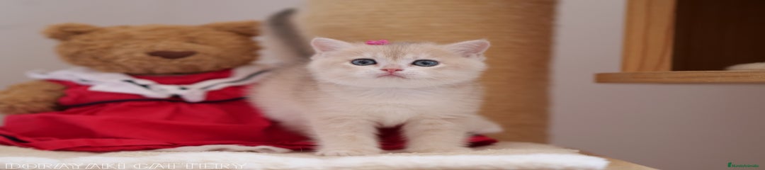 Doris