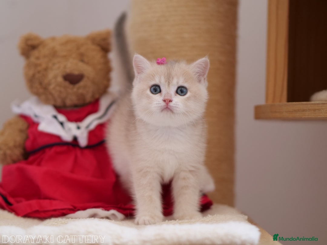 Británico de Pelo Corto gatos en venta: British blue golden  - Imagen 3