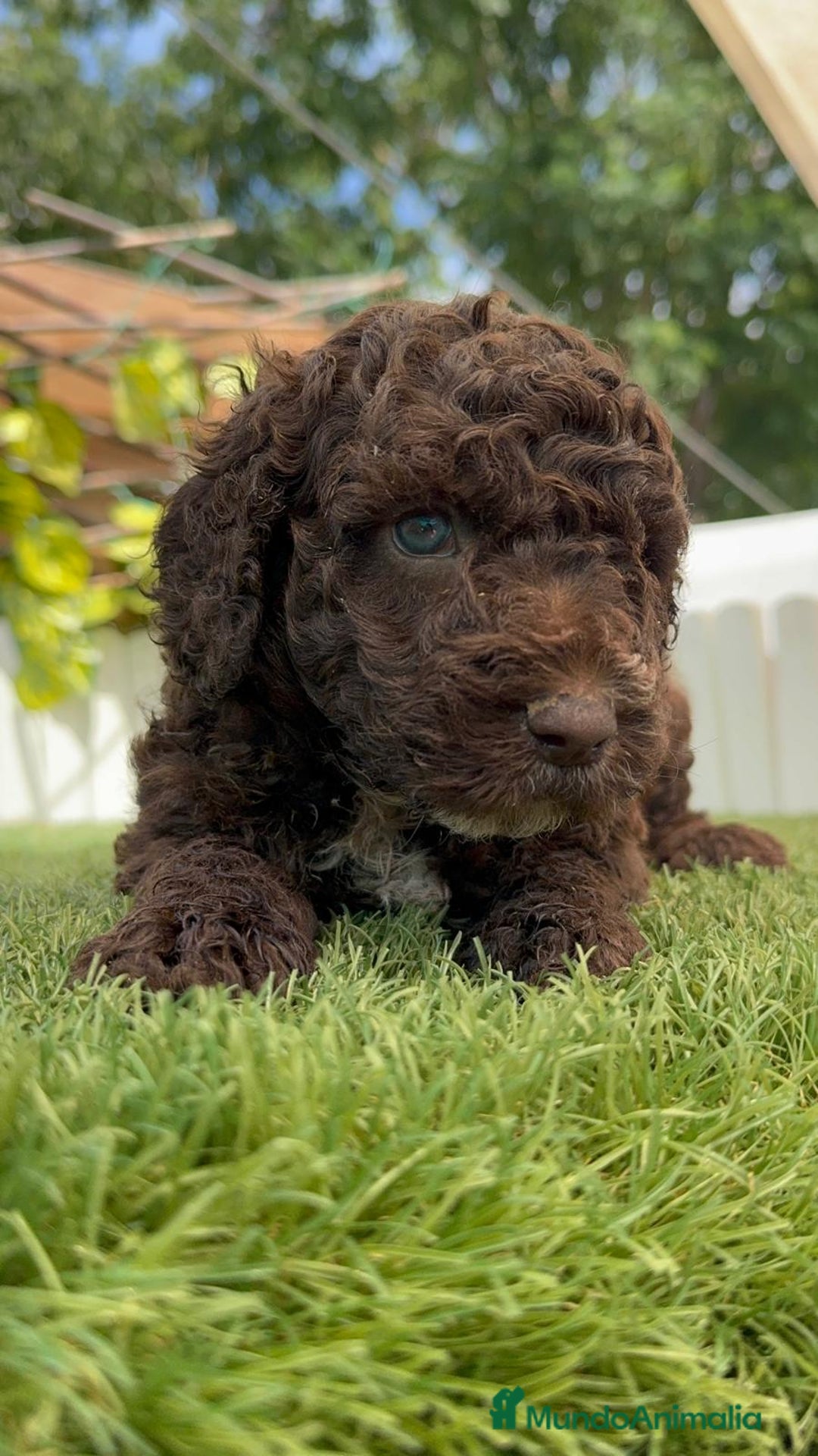 Perro de Agua Español perros en venta: PERRO DE AGUA ESPAÑOL - Imagen 7