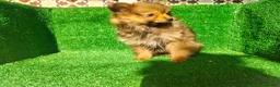 Pomerania perros en venta: Pomerania  - Anuncio 12