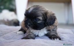 Maltipoo perros en venta: 🐾 Maxi y Boom – Maltipoo marrones con encanto  - Imagen 6