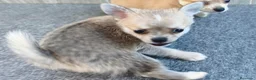 Chihuahua perros en venta: CHIHUAHUA MACHO - Anuncio 5