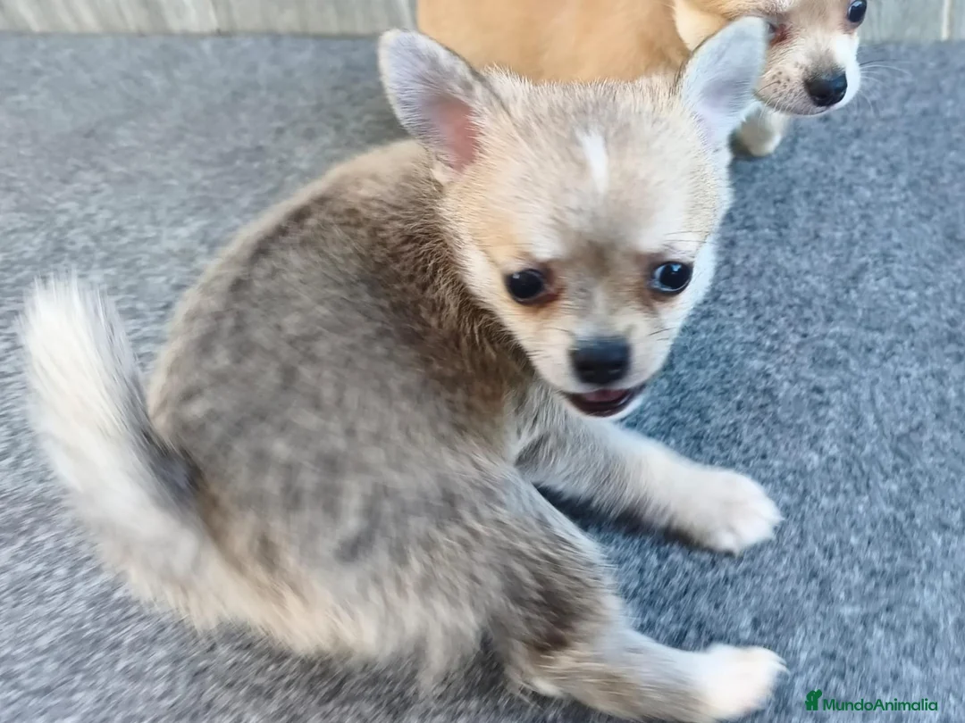 Chihuahua perros en venta: CHIHUAHUA MACHO - Anuncio 5