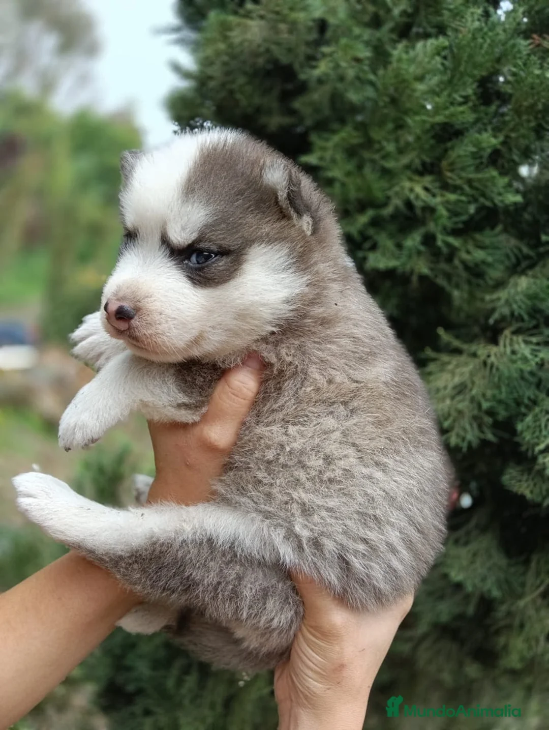 Husky Siberiano perros en venta: HUSKYS SIBERIANOS PUPPY.  - Anuncio 4