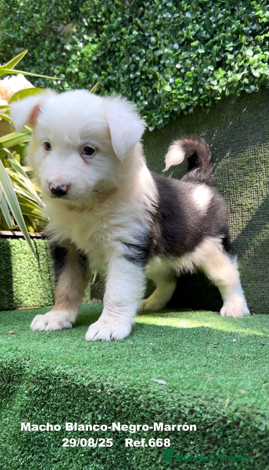 Border Collie perros en venta: Border Collie De Villa Biznaga - Imagen 14