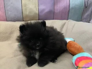 Pomerania perros Pomerania lista para entregar - Anuncio 2