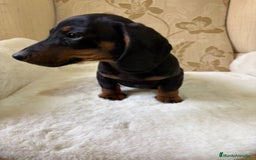 Teckel Miniatura perros en venta: Teckel miniatura varios colores  - Imagen 3