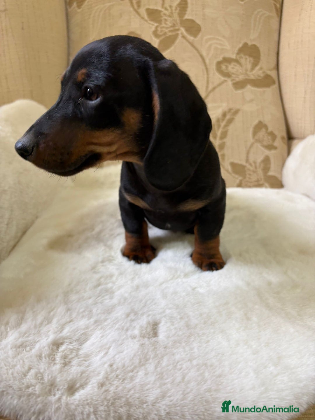 Teckel Miniatura perros en venta: Teckel miniatura varios colores  - Imagen 3